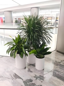 宁波杭州湾植物租摆设计，开启绿色生活新篇